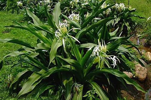 文殊蘭與蜘蛛蘭的區別是什么 文殊蘭作用