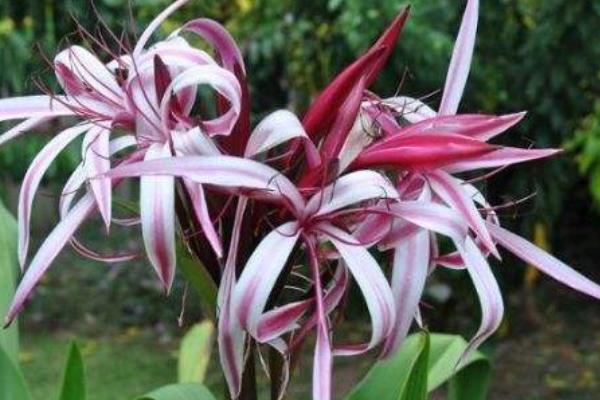 文殊蘭與蜘蛛蘭的區別是什么 文殊蘭作用