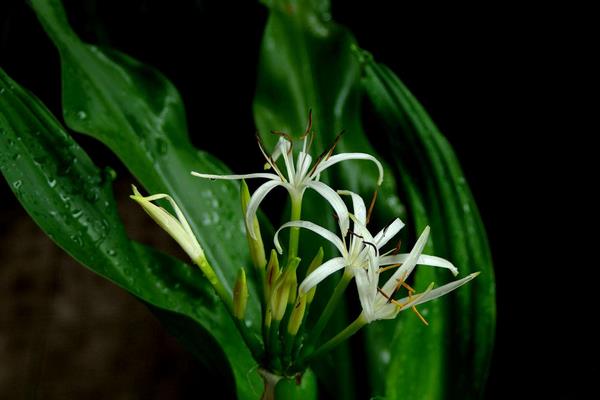 文殊蘭與蜘蛛蘭的區別是什么 文殊蘭作用