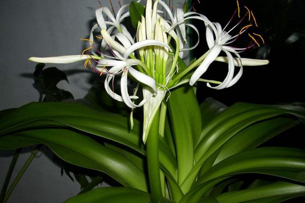 文殊蘭與蜘蛛蘭的區別是什么 文殊蘭作用