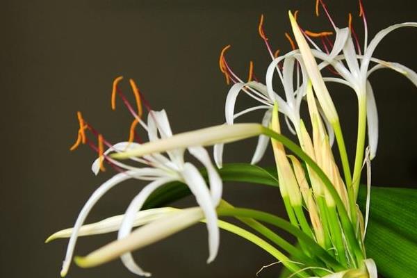 文殊蘭與蜘蛛蘭的區別是什么 文殊蘭作用