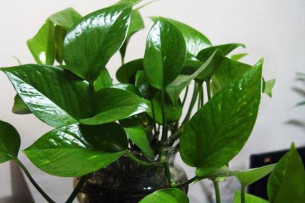 綠蘿水培養殖好還是土培盆栽養殖好 綠蘿水培的方法