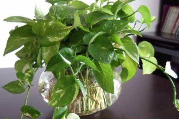 綠蘿水培養殖好還是土培盆栽養殖好 綠蘿水培的方法