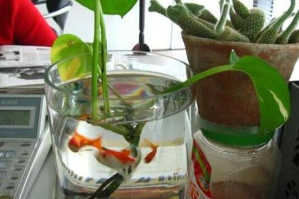 綠蘿水培養殖好還是土培盆栽養殖好 綠蘿水培的方法