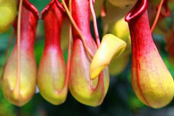 豬籠草圖片大全 豬籠草有什么特點