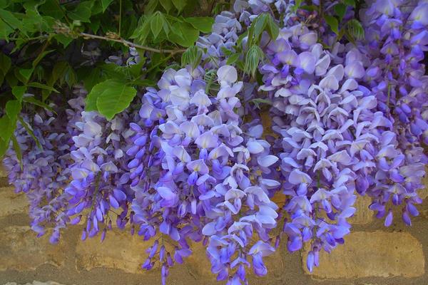 紫藤花種子市場價格多少錢一斤 紫藤花種子怎么種