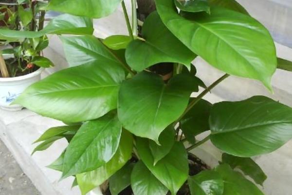 大葉綠蘿怎么澆水（多久澆一次）  大葉綠蘿的養殖方法