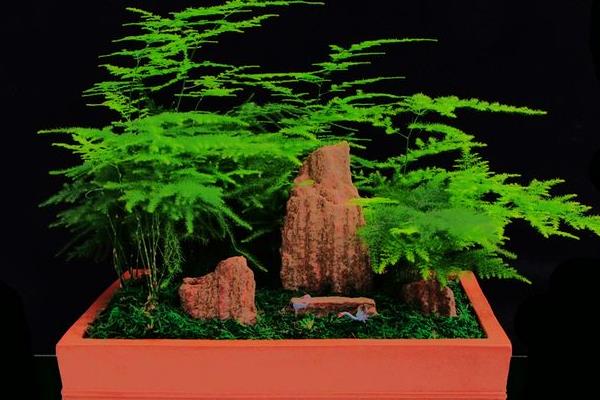 文竹盆景市場價格多少錢一盆  文竹的風水擺放寓意