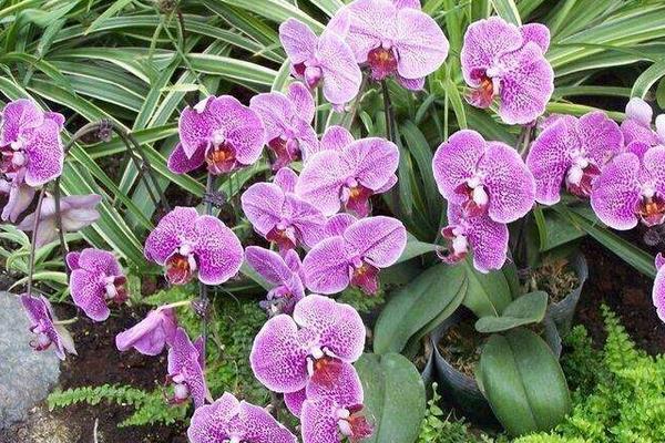 蝴蝶蘭有毒嗎 蝴蝶蘭能放在室內臥室嗎