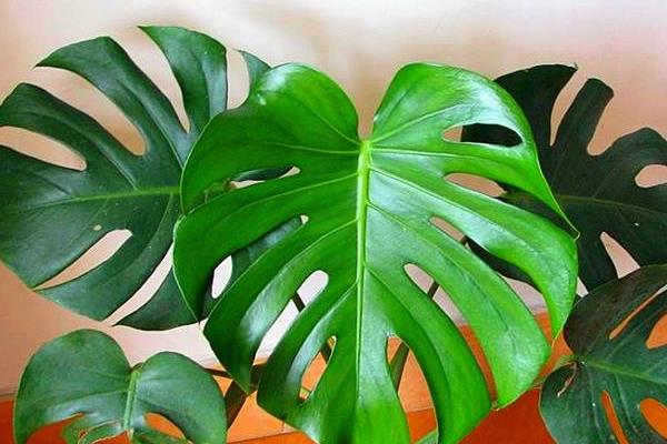 家庭養龜背竹好嗎 養龜背竹對風水的作用