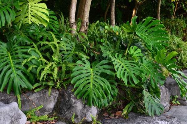 龜背竹吸甲醛嗎 龜背竹能凈化空氣嗎