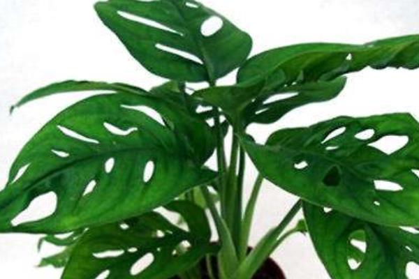 龜背竹吸甲醛嗎 龜背竹能凈化空氣嗎