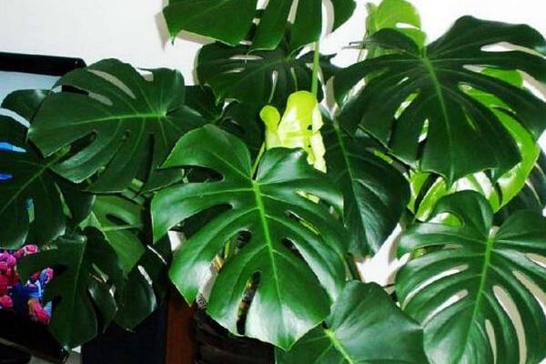 龜背竹吸甲醛嗎 龜背竹能凈化空氣嗎