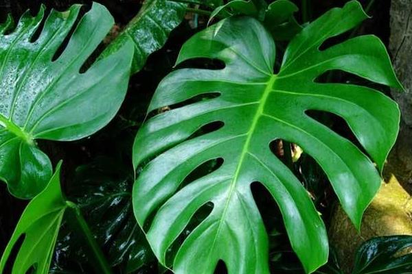 龜背竹吸甲醛嗎 龜背竹能凈化空氣嗎