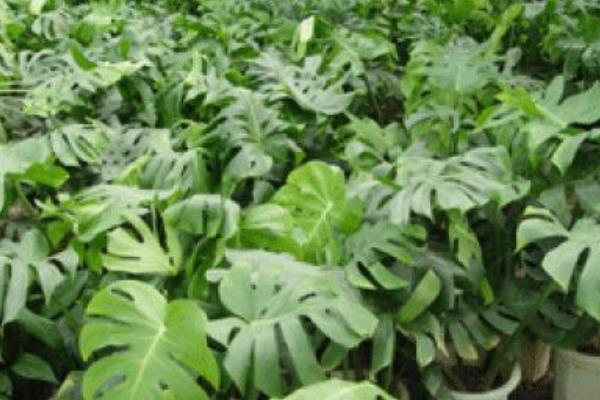 龜背竹吸甲醛嗎 龜背竹能凈化空氣嗎