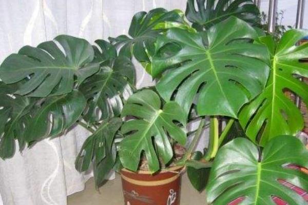 龜背竹吸甲醛嗎 龜背竹能凈化空氣嗎