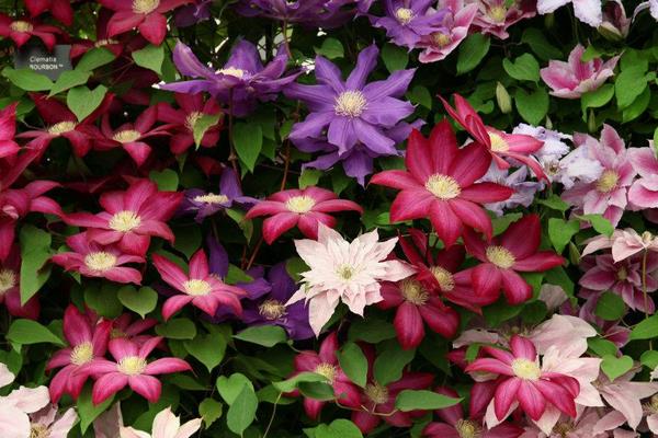 鐵線蓮怎么養(yǎng) 鐵線蓮養(yǎng)殖方法與注意事項