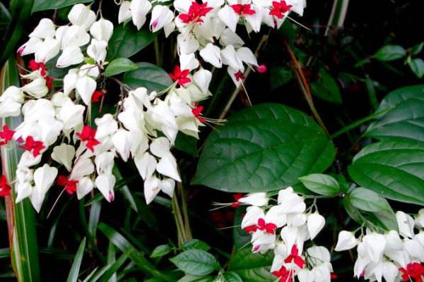 龍吐珠怎么修剪枝葉 龍吐珠扦插繁殖方法