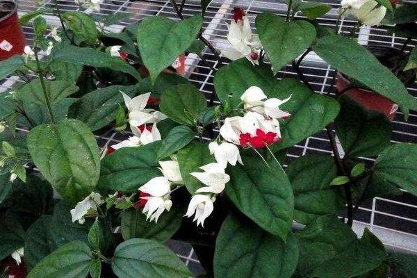 龍吐珠怎么修剪枝葉 龍吐珠扦插繁殖方法