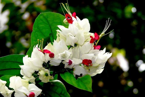 龍吐珠怎么修剪枝葉 龍吐珠扦插繁殖方法