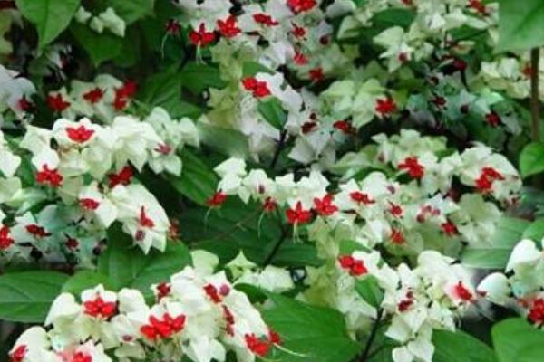 龍吐珠怎么修剪枝葉 龍吐珠扦插繁殖方法