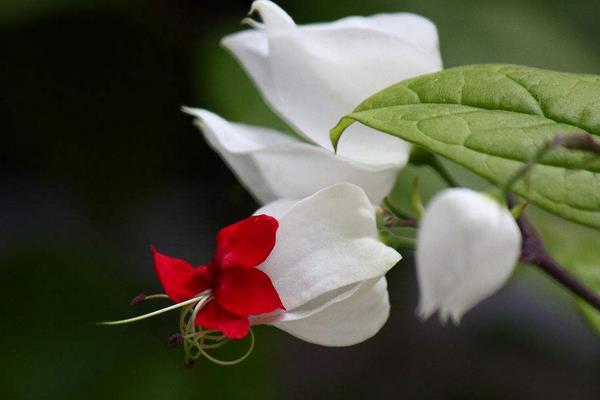 龍吐珠怎么修剪枝葉 龍吐珠扦插繁殖方法