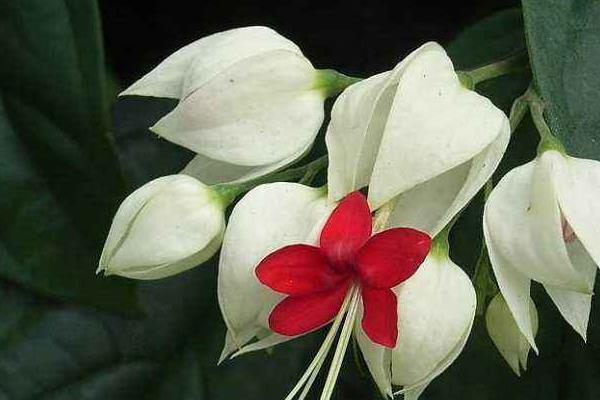 龍吐珠怎么修剪枝葉 龍吐珠扦插繁殖方法