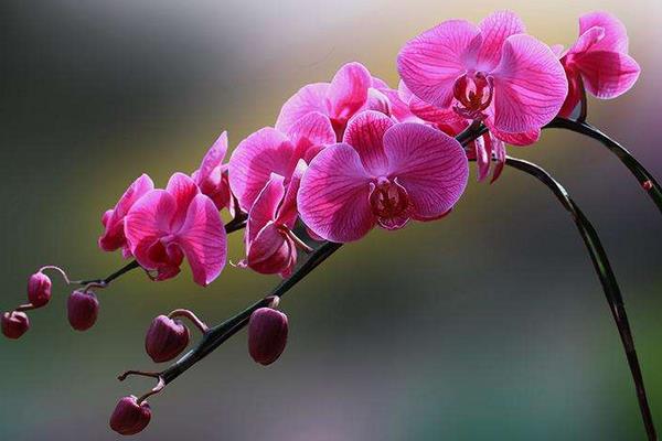 蝴蝶蘭一年開幾次花 蝴蝶蘭什么時候開花（幾月）