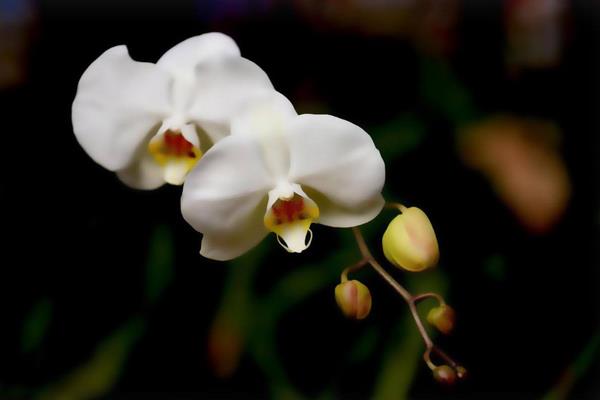 蝴蝶蘭一年開幾次花 蝴蝶蘭什么時候開花(幾月)