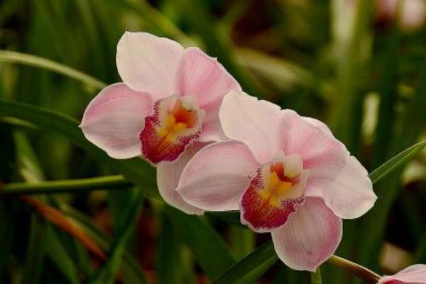 蝴蝶蘭一年開幾次花 蝴蝶蘭什么時候開花(幾月)