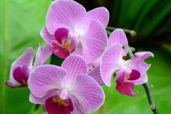 蝴蝶蘭一年開幾次花 蝴蝶蘭什么時候開花(幾月)