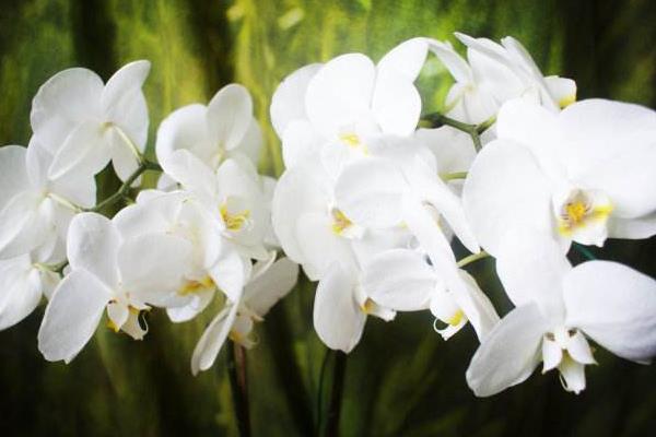 蝴蝶蘭一年開幾次花 蝴蝶蘭什么時候開花(幾月)