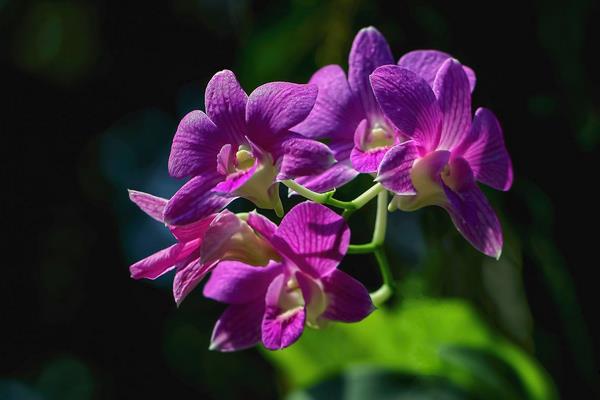 蝴蝶蘭一年開幾次花 蝴蝶蘭什么時候開花(幾月)