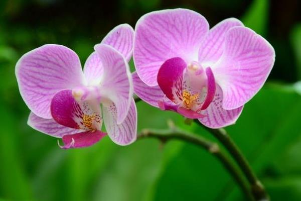 蝴蝶蘭一年開幾次花 蝴蝶蘭什么時候開花(幾月)