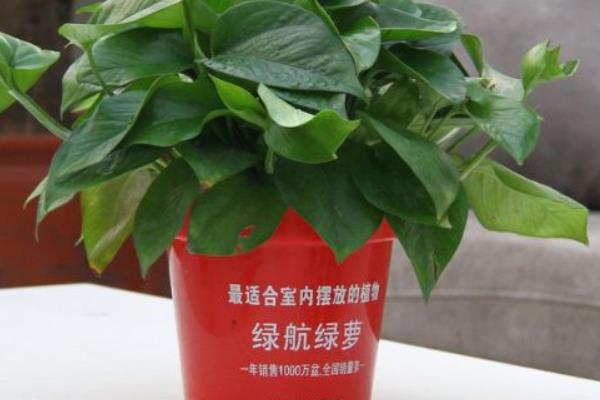 綠航綠蘿市場價格多少錢一盆  綠航綠蘿的功效和作用