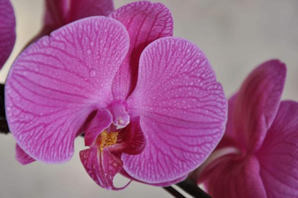 蝴蝶蘭圖片大全 蝴蝶蘭花語及寓意 蝴蝶蘭有哪些品種