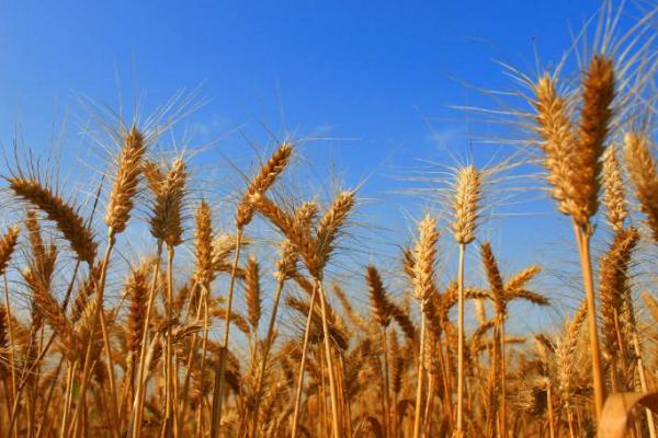 夢見收麥子是什么意思 夢到割麥子有什么預兆