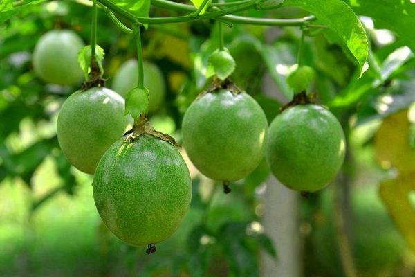 百香果怎么種 百香果種植技術(shù)與注意事項(xiàng)