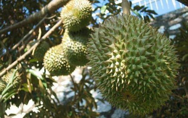 孕婦可以吃榴蓮嗎 寶寶可以吃榴蓮嗎