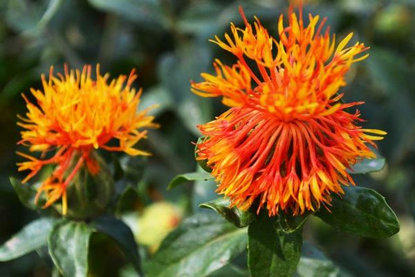 藏紅花和川紅花的區別是什么 藏紅花和川紅花的功效