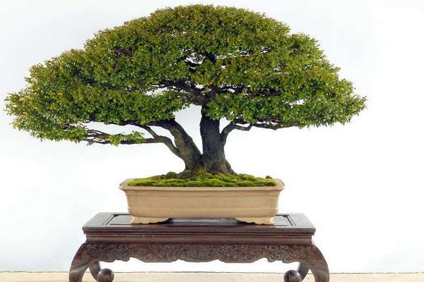 盆栽小葉紫檀怎么修剪枝葉 小葉紫檀盆景怎么澆水