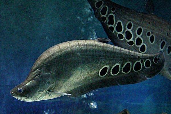 夢見大魚是什么意思 女人夢到一條特別大的魚有什么預兆