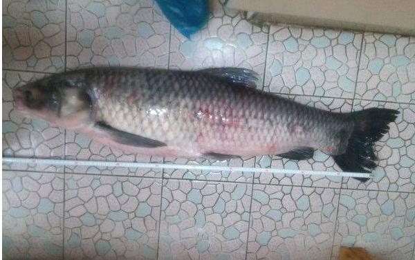 夢見大魚是什么意思 女人夢到一條特別大的魚有什么預兆