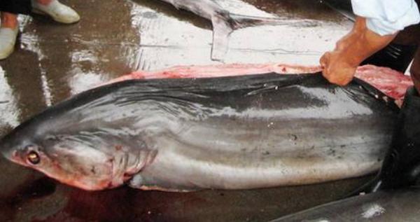 夢見大魚是什么意思 女人夢到一條特別大的魚有什么預兆