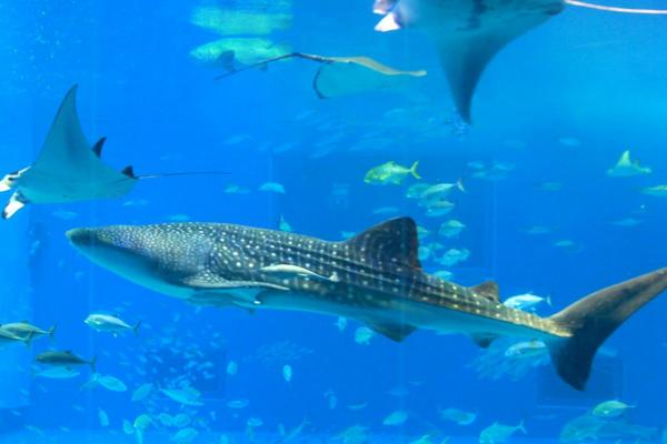 夢見大魚是什么意思 女人夢到一條特別大的魚有什么預兆