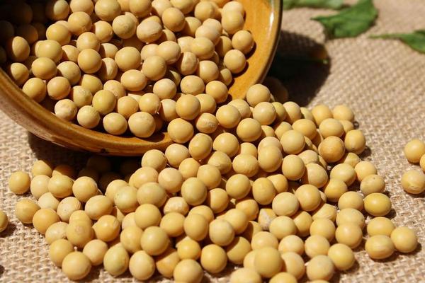 黃豆市場價格多少錢一斤 哪里產的黃豆最好