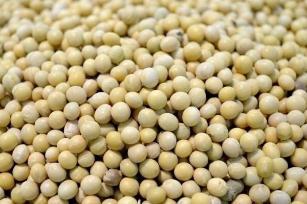 黃豆市場價格多少錢一斤 哪里產的黃豆最好