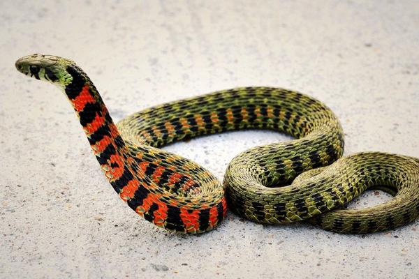 夢見蛇咬自己是什么意思 女人夢到自己被蛇咬了有什么預兆