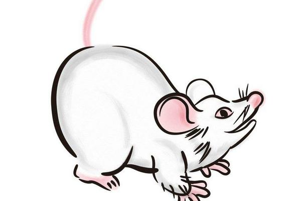 屬鼠的是什么性格 屬鼠的幸運數字是多少