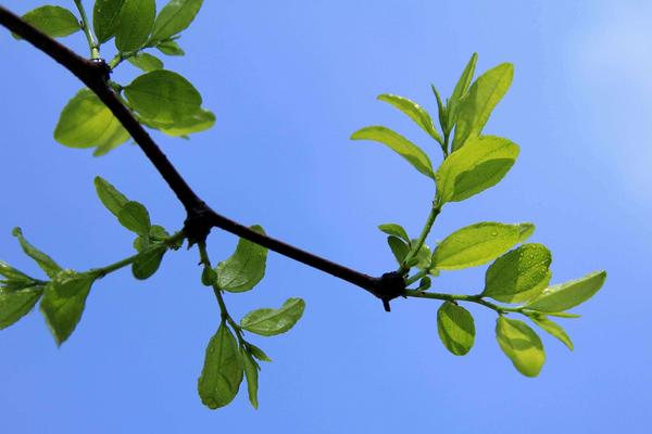 酸棗葉的功效與作用及禁忌 酸棗葉藥用價值